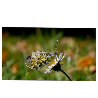 좋은 가격 LM270WQB-SSA1 27.0 인치 LCD 화면 모듈 2K 240hz IPS AW2721D 온라인으로