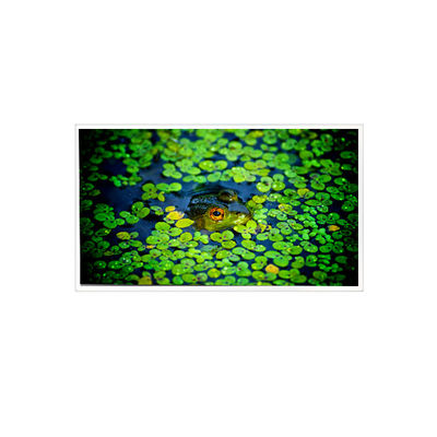 좋은 가격 1920*1080 QV215FHB-N51 산업용 21.5인치 LCD 화면 온라인으로