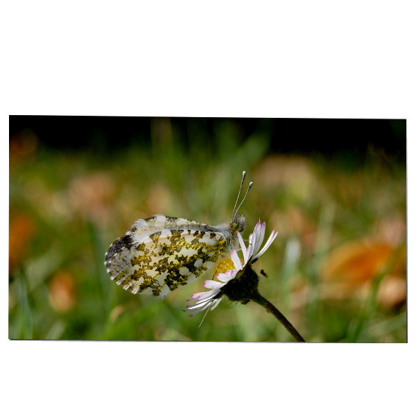 LM270WQB-SSA1 27.0 인치 LCD 화면 모듈 2K 240hz IPS AW2721D