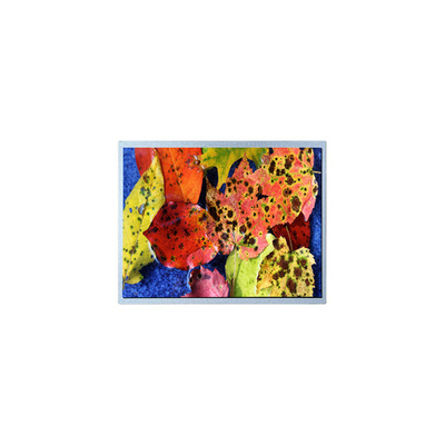 좋은 가격 G121ACE-LH1 12.1 인치 800*600 1000 1 LVDS LCD 스크린 산업용 노 터치 스크린 온라인으로