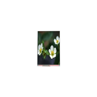 좋은 가격 PP055IA-09B 1440*2560 5.5인치 16.7M LCD 화면 온라인으로