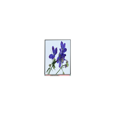 좋은 가격 C061SWR2-0 6.1인치 LCD 화면 패널 600*1280 LCD 디스플레이 온라인으로
